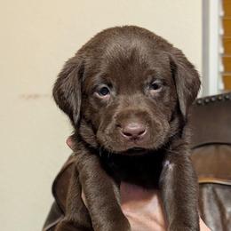 Jack (Yellow Collar) - Chocolate male Labrador Retriever puppy in Commerce, Oklahoma from Standing Water Kennels