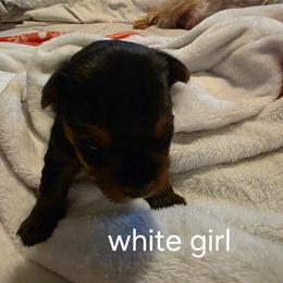 Sandy - Black and tan female Shih Tzu puppy in Bruceville, Indiana from Baby Girl’s Yorkies, Shih-Tzu, Shorkies