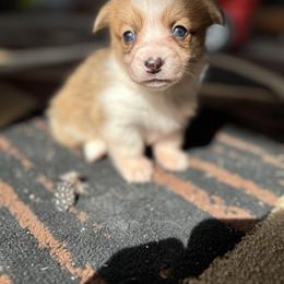 Girl 3 (Cinderella) - Fawn female Pembroke Welsh Corgi puppy in Brazoria, Texas from Diamond Bar H