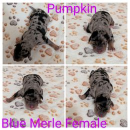 Pumpkin - Blue merle female Australian Shepherd puppy in Squaw Valley, California from A&M Australian Shepherds