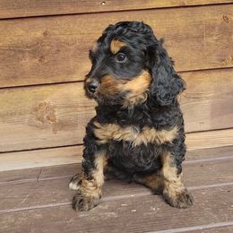 Acorn - Phantom female Bernedoodle puppy in Christiana, Tennessee from Southern Home Pups