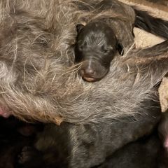 Lurcher Puppies from Sharp Turn Lurchers