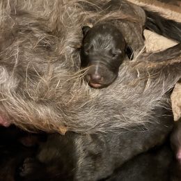 Lurcher Puppies from Sharp Turn Lurchers