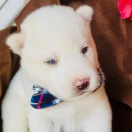 Milo - White male Siberian Husky puppy in Atlanta, Georgia from Lobban Huskies