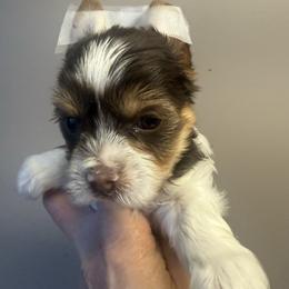 Murphy - Chocolate, tan and white male Yorkshire Terrier puppy in Florence, Kentucky from 4paws4ever by Design