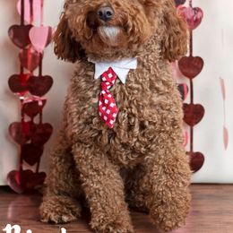 Goldendoodle Puppies from Harpers Goldendoodles on the Hill