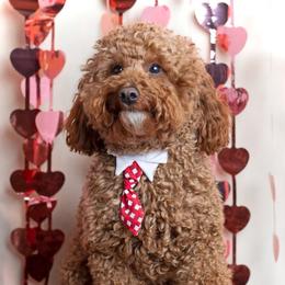 Goldendoodle Puppies from Harpers Goldendoodles on the Hill