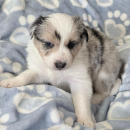Brave - Blue merle male Border Collie puppy in Guffey, Colorado from Sunset Ridge