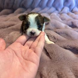 Boy 1 - Parti male Yorkshire Terrier puppy in Paris, Texas from Paris Parti Yorkies