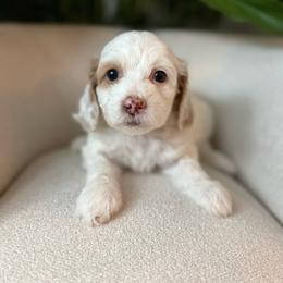 Ginger - Brown and white female Cockapoo puppy in Morehead, Kentucky from Critter Springs Farm
