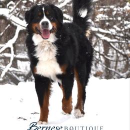 Blu - Bernese Mountain Dog