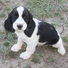 English Springer Spaniel and Poodle Puppies from Haskeez