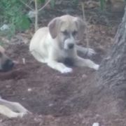 Black Mouth Curs from Black Mouth Cur Obsession