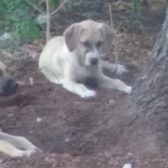 Black Mouth Curs from Black Mouth Cur Obsession