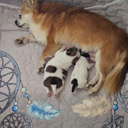 Grace - Chihuahua