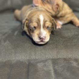 Dachshund Puppies from Ranchy Doxies