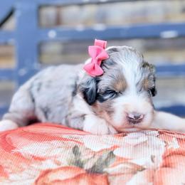 Autumn - Blue merle female Aussiedoodle puppy in Cartersville, Georgia from Simply Blessed Doodles