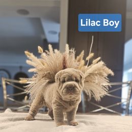 Lilac Boy 1 - Lilac dilute male Chinese Shar-Pei puppy in Blossvale, New York from CNY Shar Peis