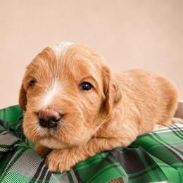 Bartlett - Cream male Goldendoodle puppy in Rocky Point, North Carolina from CelticDoods