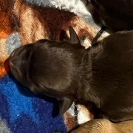 Blue boy - Chocolate male Havanese puppy in Arlington, Washington from Havanese With Love Breeding Co.