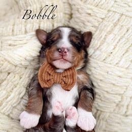 Bobble - Merle male Bernedoodle puppy in Payson, Utah from The Puppy Nest