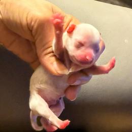 Bugsy - Cream male Chihuahua puppy in Summerfield, Florida from Uey’s Chihuahuas