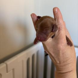 Sitka - Red female Dachshund puppy in Lubbock, Texas from K&K Mini Doxies