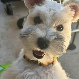 Mya GUARDIAN HOME OPPORTUNITY - White female Miniature Schnauzer puppy in Temple, Texas from Schnauzers Of Taylor