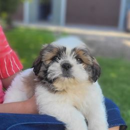 Shih Tzu Puppies from Melanie Moyer's Shih Tzus