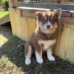 Girl 3 - Red and white female Siberian Husky puppy in Jonesborough, Tennessee from Dry Creek Siberians