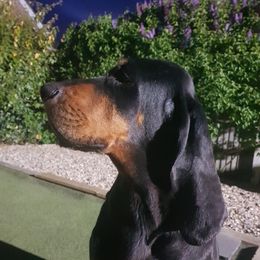 Black and Tan Coonhounds and Manchester Terriers from Jazzman Black and Tans