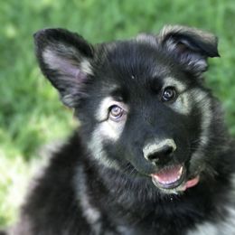Shiloh Shepherd Puppies from Echo Shilohs