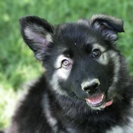 Shiloh Shepherd Puppies from Echo Shilohs