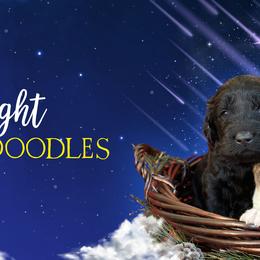 Goldendoodles and Poodles from Starlight Goldendoodles