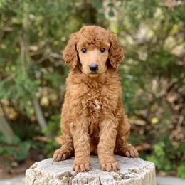 Poodle Puppies from Royal Ridge Poodles