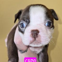 C3PO - Red female Boston Terrier puppy in Omaha, Illinois from Puppi Guppies