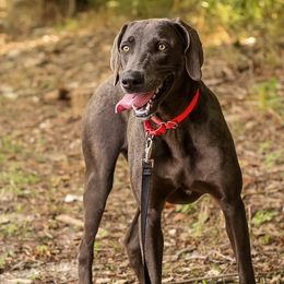 Jolene - Weimaraner