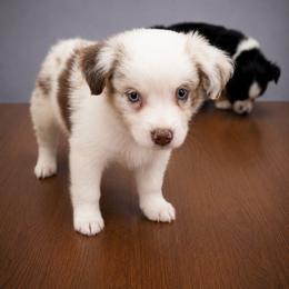 Soren - Red merle male Miniature Australian Shepherd puppy in Macomb, Missouri from Show Me MO Aussies