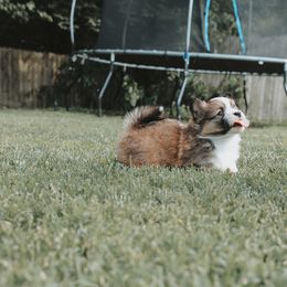 American Corgi and Pembroke Welsh Corgi Puppies from Witch Creek Corgis