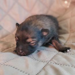 Olive - Chocolate and tan female Pomeranian puppy in Bellevue, Iowa from Fluffy Wonders Poms and Doodles