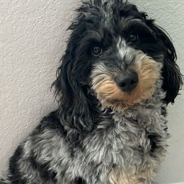 Aussiedoodles and Goldendoodles from Thompson Doodles