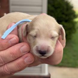 Asher (happy-blessed) - Cream male Dachshund puppy in Murfreesboro, Tennessee from Kimbrie's Dream Cream Doxies