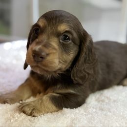 Boy 1 - Chocolate and cream Dachshund puppy in Newport, Tennessee from Foothills Mini Doxies