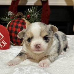Chihuahua Puppies from Sunset Eves Chihuahuas