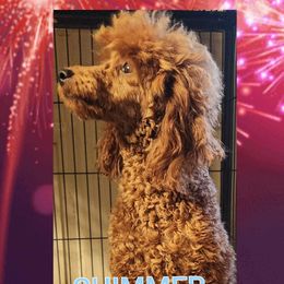 Shimmer - Poodle
