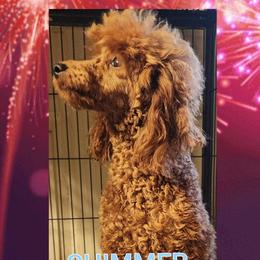 Shimmer - Poodle