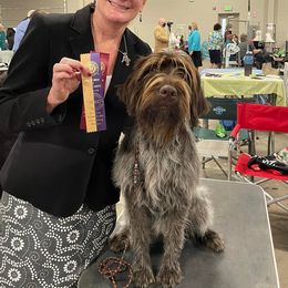 Wirehaired Pointing Griffons from Rawley Point Griffons