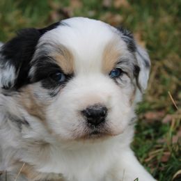 Australian Shepherd Puppies from Twisted Acres Aussies