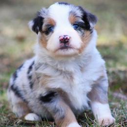 Fallon - Blue merle female Miniature Australian Shepherd puppy in Menomonee Falls, Wisconsin from Hunt N Oaks
