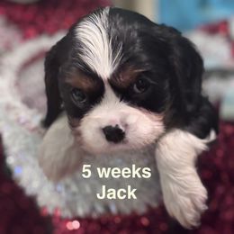 Captain Jack - Tri-color male Cavalier King Charles Spaniel puppy in Broken Arrow, Oklahoma from Cavalier King Charles Heartland